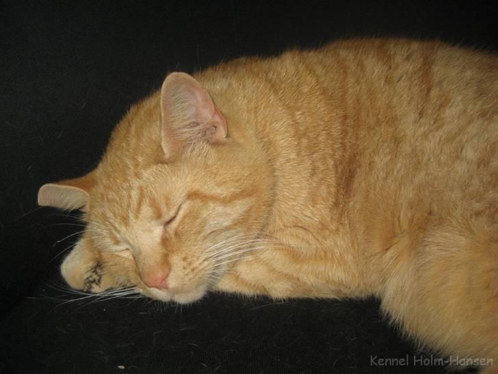 Blanding af racer Valdemar den Store - Jeg kan også se sød ud :-) billede 20