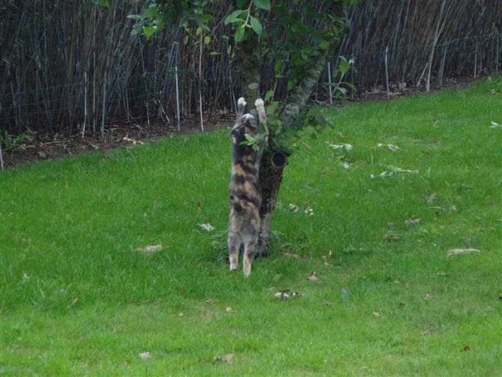 Blanding af racer Ida - Så skal kløerne lige ordnes.. billede 8