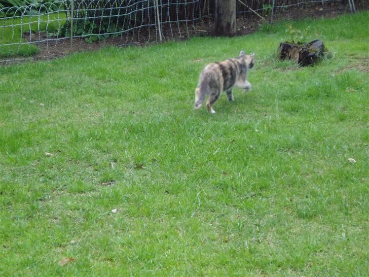 Blanding af racer Ida - Jeg er på vej ned bag i haven,for der er hundene. billede 9