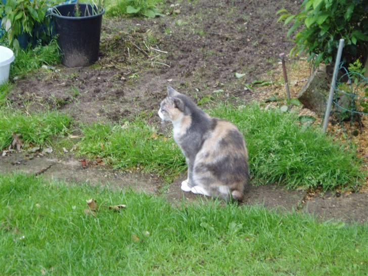 Blanding af racer Ida - Sidder lige og nyder det.. billede 10