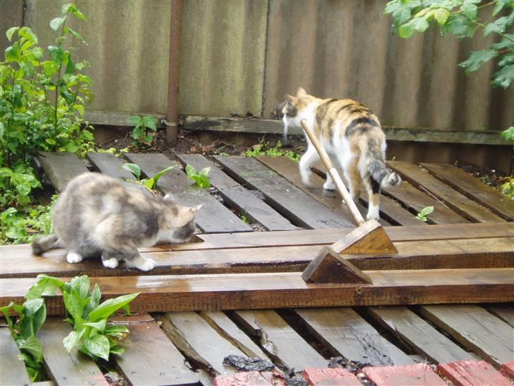 Blanding af racer Ida - Åh Åh der kommer Sirena,skal vi lege?? billede 11