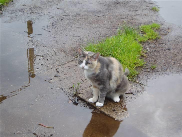 Blanding af racer Ida - Føj en masse vand.. billede 12