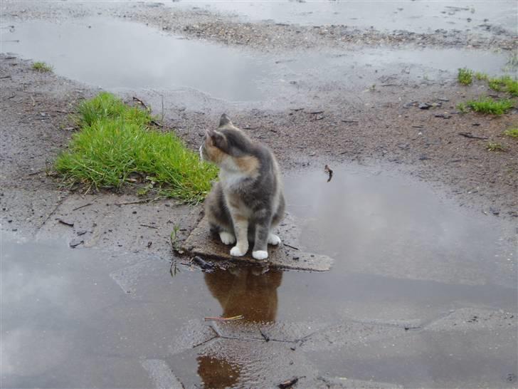 Blanding af racer Ida - Hvordan slipper man tørpotet herfra?? billede 13