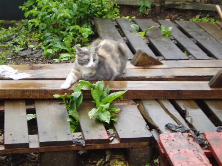 Blanding af racer Ida - Tager lige en slapper.. billede 14