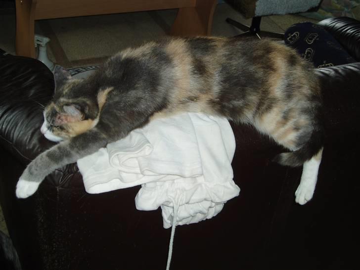 Blanding af racer Ida - Jeg er vist temmelig afslappet.. billede 15