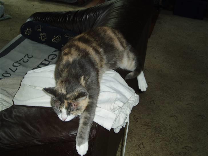 Blanding af racer Ida - Men godt er det da.. billede 16