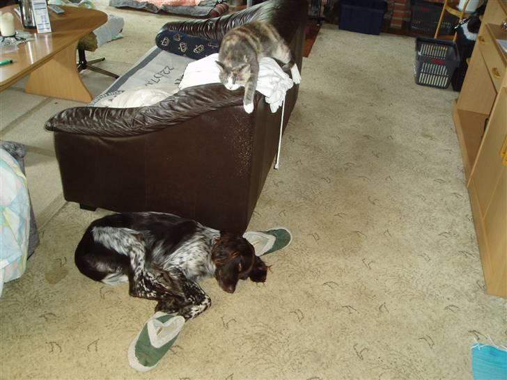 Blanding af racer Ida - Se lige Kanto,han nyder det også i fulde drag.. billede 17