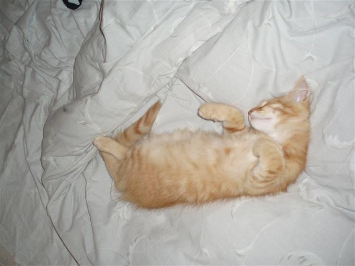 Norsk Skovkat Askaril (tjui) billede 6