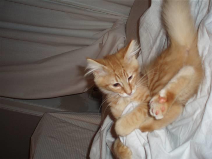 Norsk Skovkat Askaril (tjui) billede 7