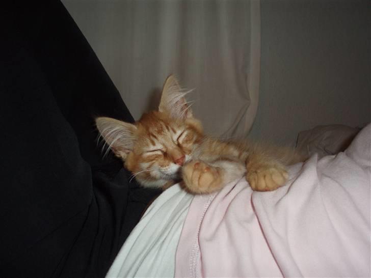 Norsk Skovkat Askaril (tjui) billede 8