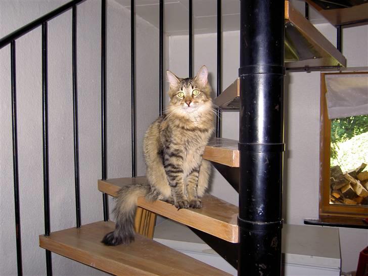 Maine Coon Fjotte. Savnes - hej piger, er jeg ikke en flot fyr? billede 1