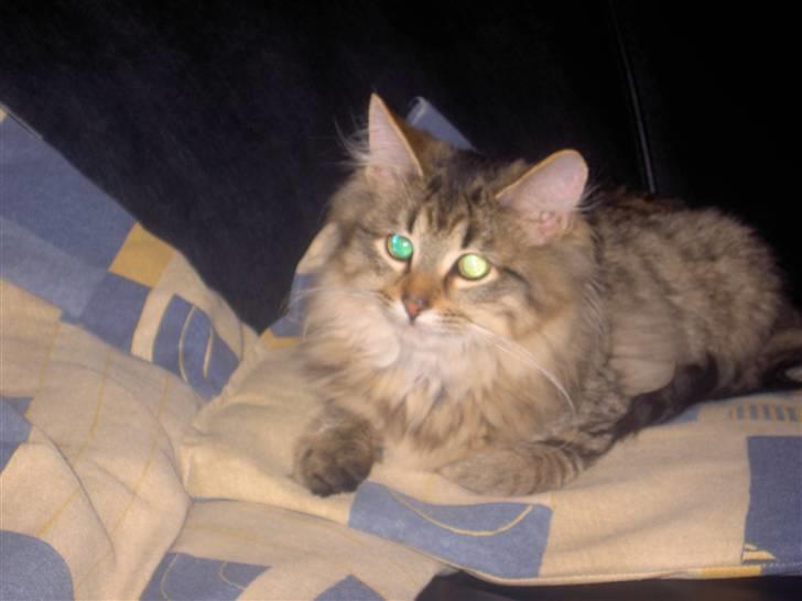 Maine Coon Fjotte. Savnes - er jeg ikke bare sød? billede 2