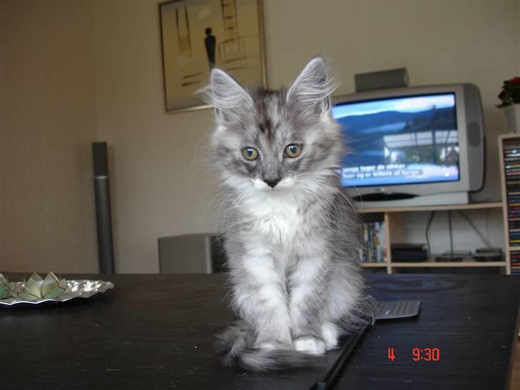 Maine Coon Taz (død) billede 1