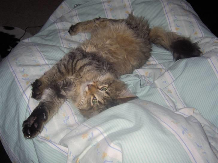 Maine Coon Fjotte. Savnes - fedt, hele sengen for mig selv billede 3