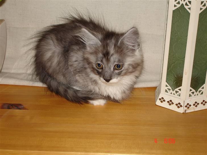 Maine Coon Taz (død) billede 2