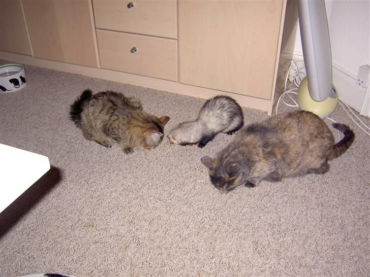 Maine Coon Fjotte. Savnes - bare jeg nu har fået flest godbidder billede 4