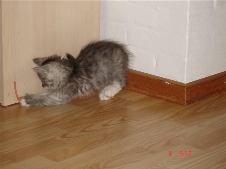 Maine Coon Taz (død) billede 3