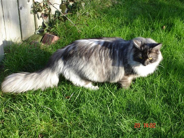 Maine Coon Taz (død) billede 5