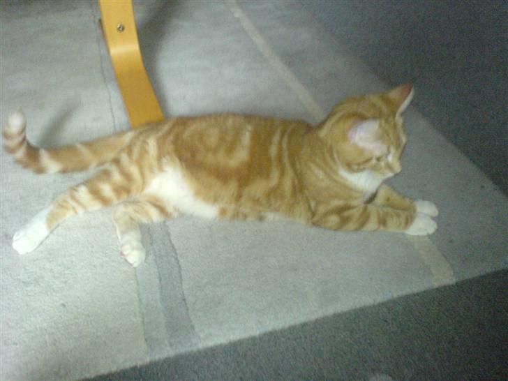 Huskat Baby freja billede 1