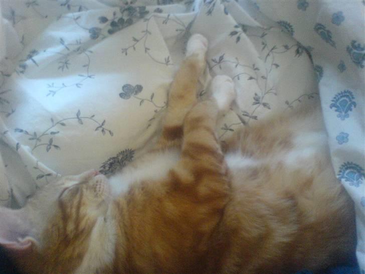 Huskat Baby freja billede 3