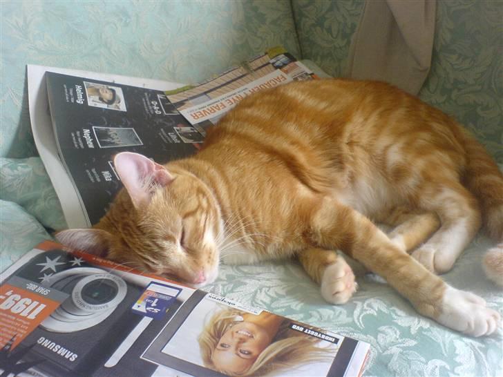 Huskat Baby freja billede 4