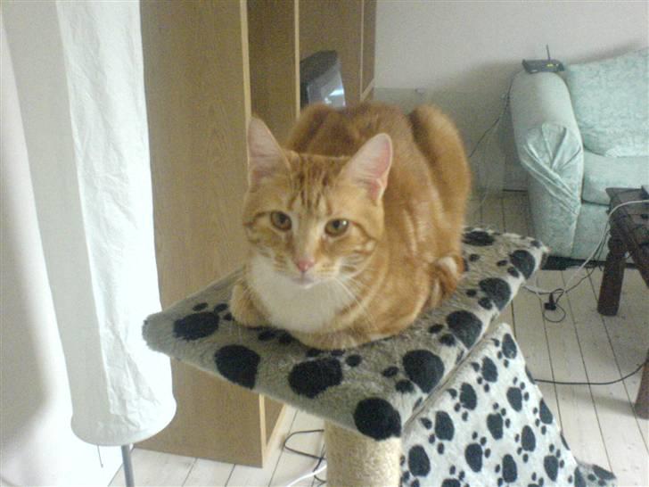 Huskat Baby freja billede 5