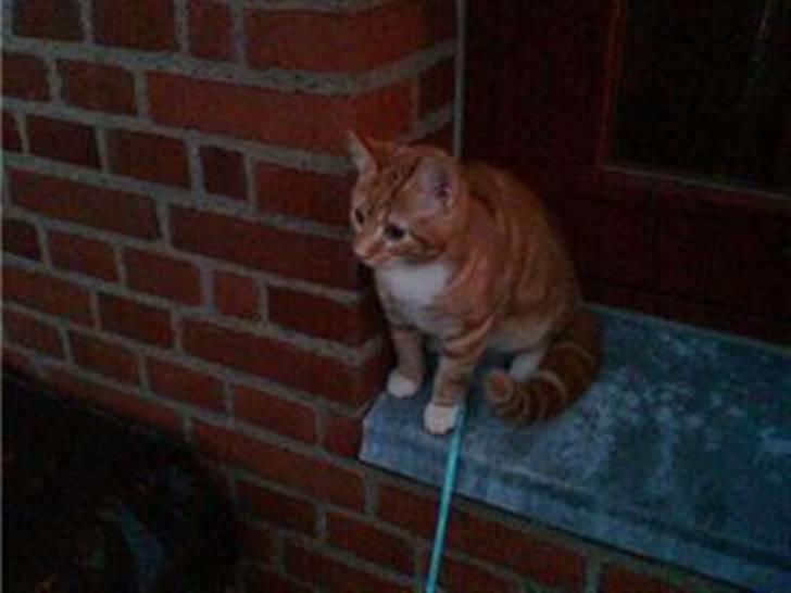 Huskat Baby freja billede 6