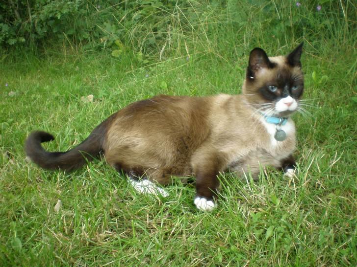 Blanding af racer  Oliver  billede 9