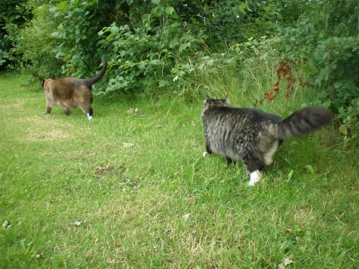 Blanding af racer  Oliver  billede 10