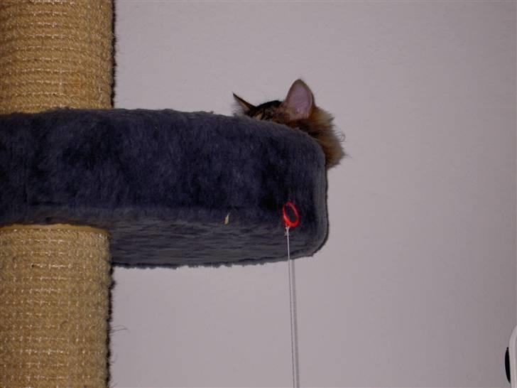 Maine Coon Fjotte. Savnes - zzzzzzzzzzz billede 5