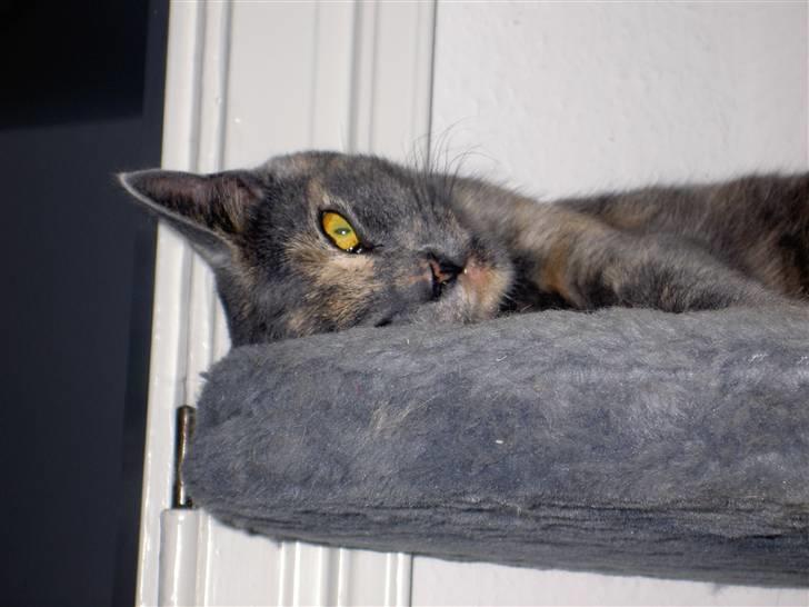 Blanding af racer frederikke. *R.I.P* - charmetrold. billede 1