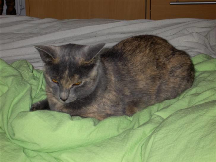 Blanding af racer frederikke. *R.I.P* - gå væk med det kamera, jeg sover. billede 2