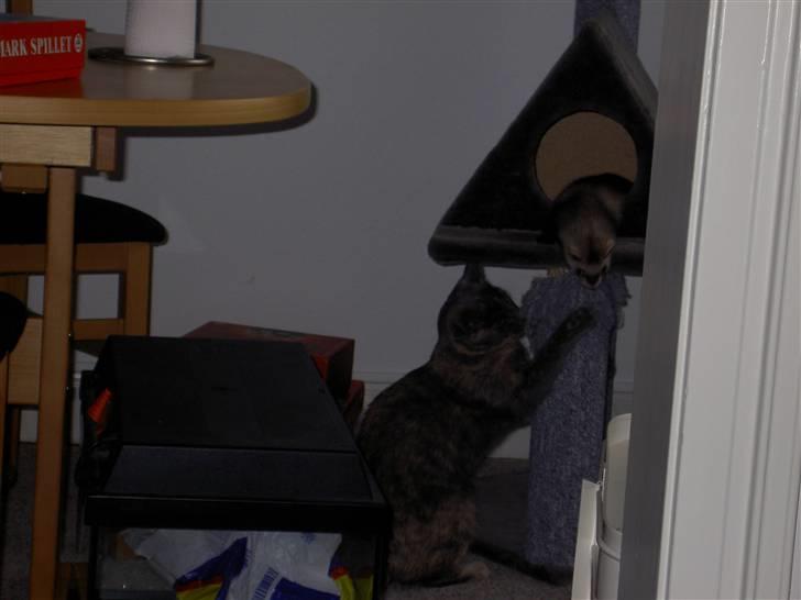 Blanding af racer frederikke. *R.I.P* - skal vi lege? billede 3