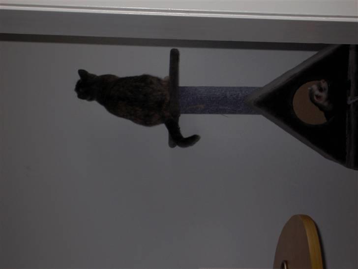 Blanding af racer frederikke. *R.I.P* - altid på toppen billede 4