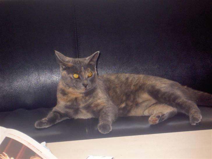 Blanding af racer frederikke. *R.I.P* billede 5