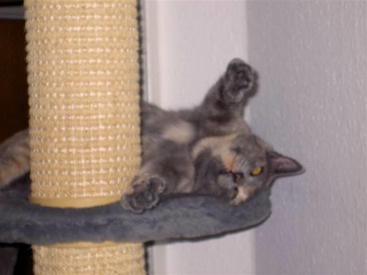 Blanding af racer frederikke. *R.I.P* - giver du en krammer? billede 6