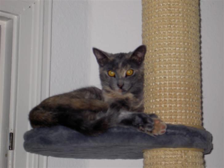 Blanding af racer frederikke. *R.I.P* - er jeg ikke dejlig? billede 7