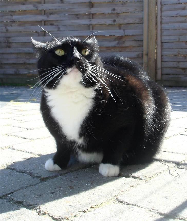 Huskat *Perle*^* Med to piger*^* -  Perle C",) billede 7