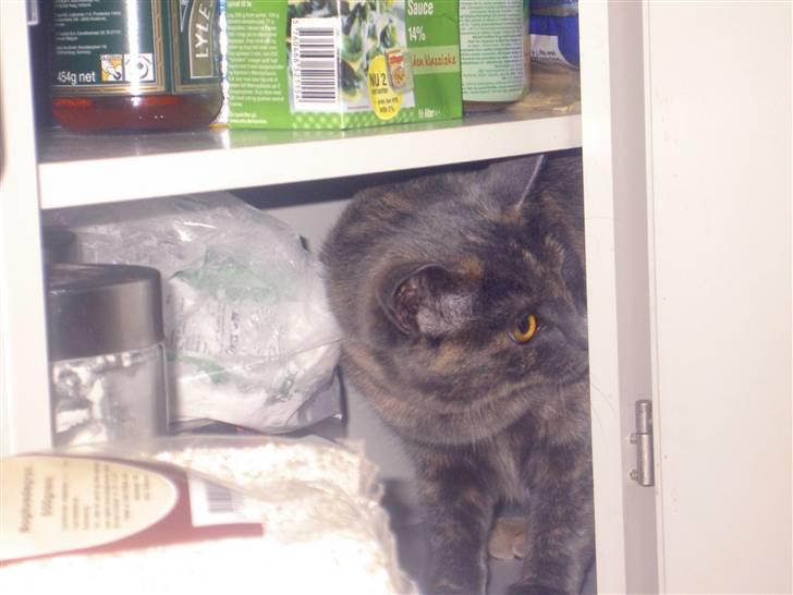 Blanding af racer frederikke. *R.I.P* - sikke mange ting de har i skabet billede 8