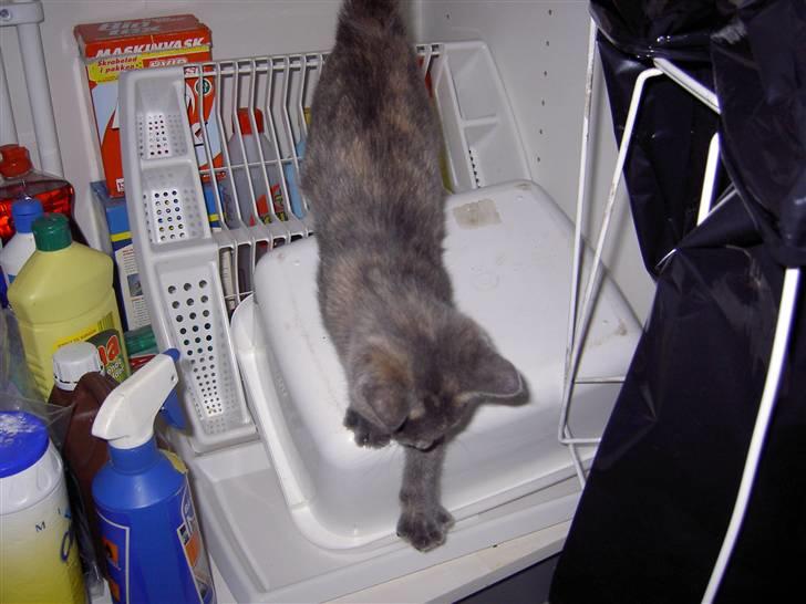 Blanding af racer frederikke. *R.I.P* - hvad mon de gemmer her? billede 9