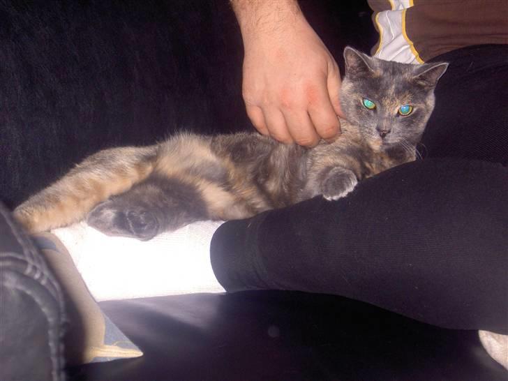 Blanding af racer frederikke. *R.I.P* - skøøøøønt billede 10