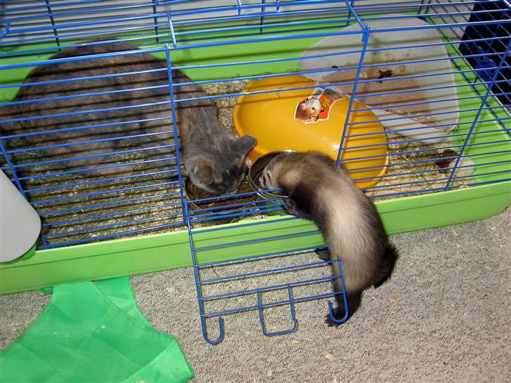 Blanding af racer frederikke. *R.I.P* - kan vi ikke bare dele om buret? billede 11