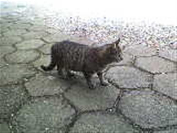 Blanding af racer Lille Mis (missemor) - april 2007 billede 11