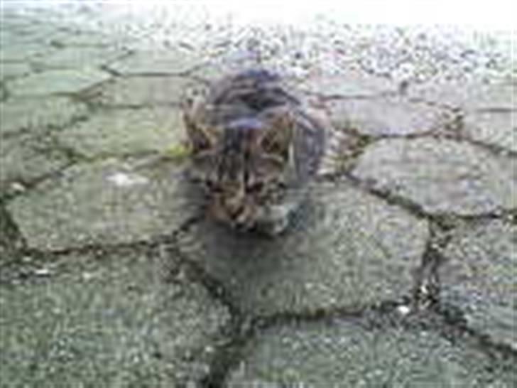 Blanding af racer Lille Mis (missemor) - april 2007 billede 12