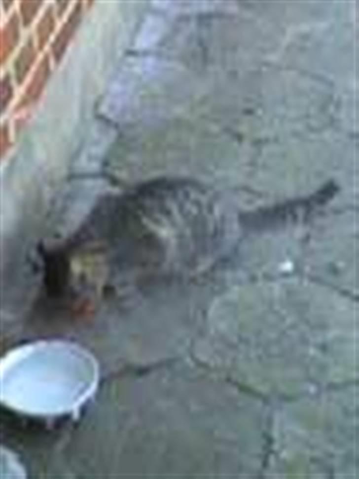 Blanding af racer Lille Mis (missemor) - april 2007 billede 13