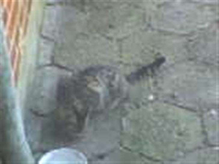 Blanding af racer Lille Mis (missemor) - april 2007 billede 14