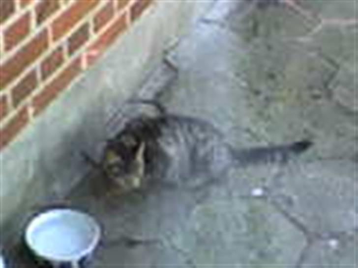 Blanding af racer Lille Mis (missemor) - april 2007 billede 15