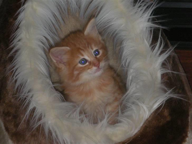 Norsk Skovkat Askaril (tjui) billede 9