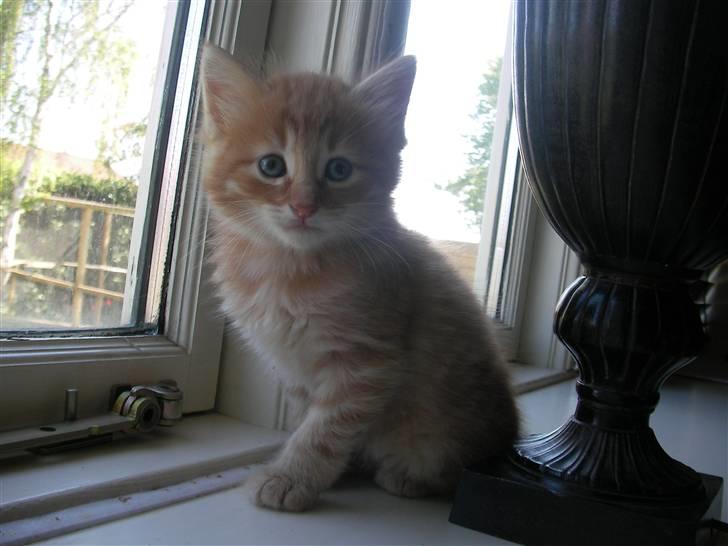 Norsk Skovkat Askaril (tjui) billede 10