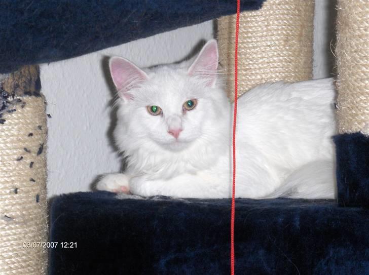 Maine Coon Watercoons White Iris billede 1